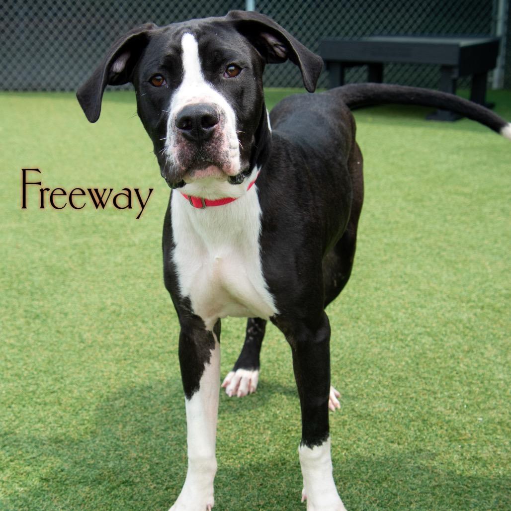 Enlarge Buddha, a Adoptable mixed breed in Parkersburg, WV image 1/6
