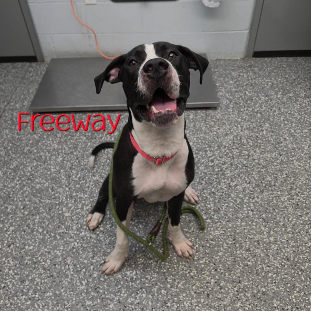 Enlarge Buddha, a Adoptable mixed breed in Parkersburg, WV image 2/6