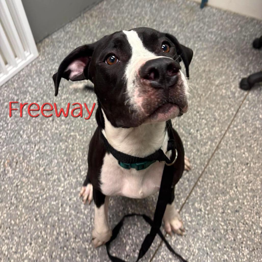Enlarge Buddha, a Adoptable mixed breed in Parkersburg, WV image 3/6