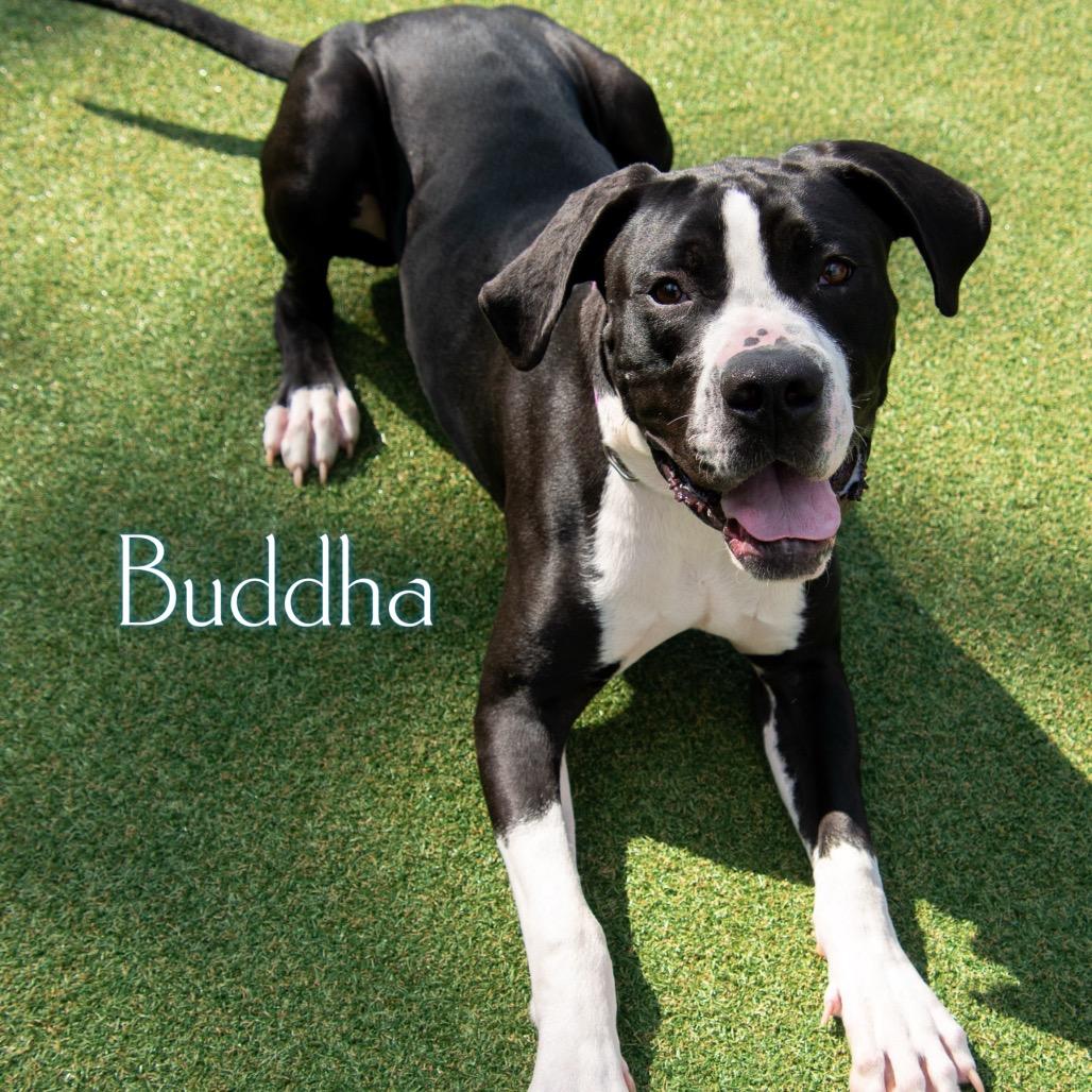 Enlarge Buddha, a Adoptable mixed breed in Parkersburg, WV image 4/6