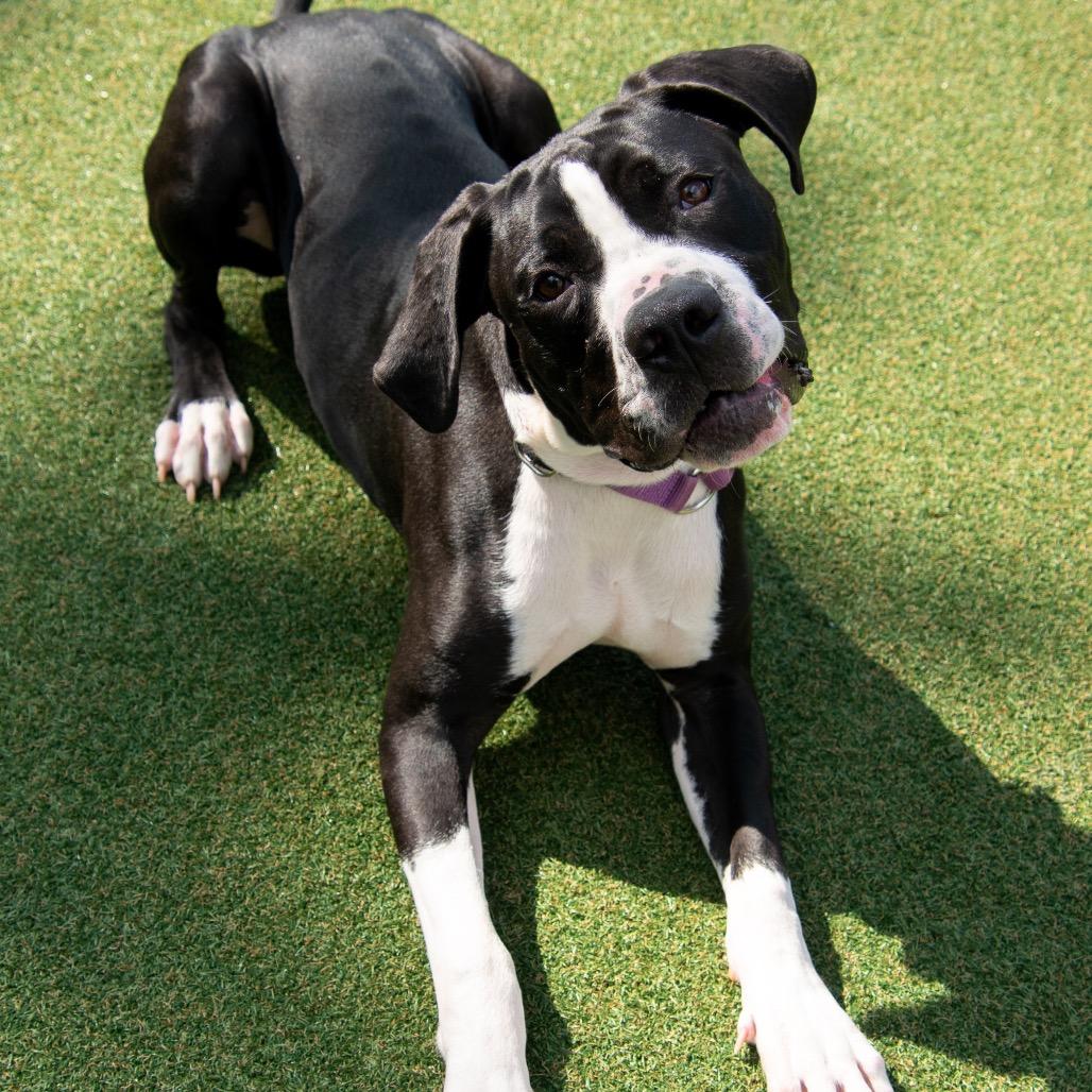 Enlarge Buddha, a Adoptable mixed breed in Parkersburg, WV image 5/6