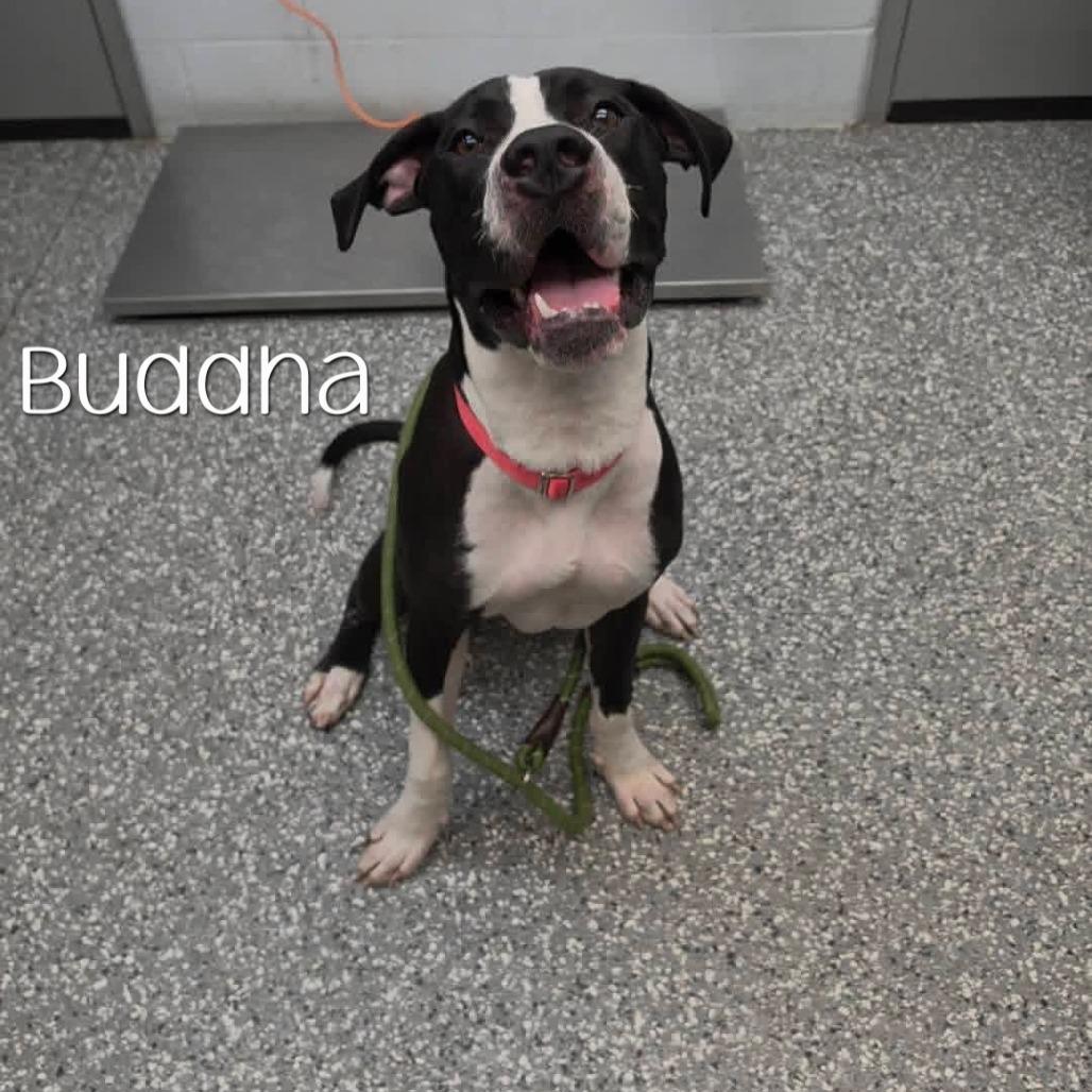 Enlarge Buddha, a Adoptable mixed breed in Parkersburg, WV image 6/6