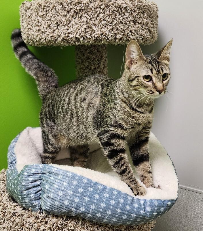 Enlarge Elphaba, a Adoptable Domestic Short Hair in Jackson, TN image 1/4