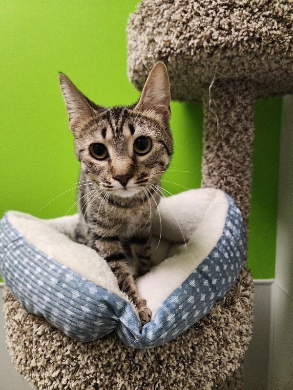 Enlarge Elphaba, a Adoptable Domestic Short Hair in Jackson, TN image 2/4