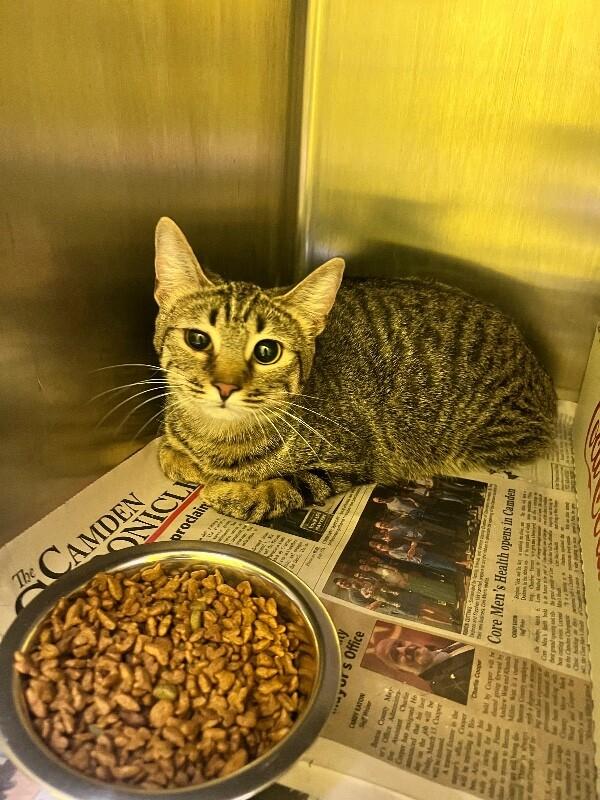 Enlarge Elphaba, a Adoptable Domestic Short Hair in Jackson, TN image 3/4