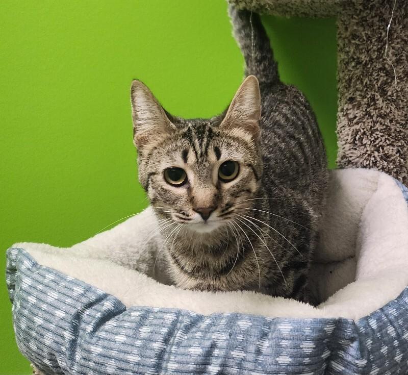 Enlarge Elphaba, a Adoptable Domestic Short Hair in Jackson, TN image 4/4