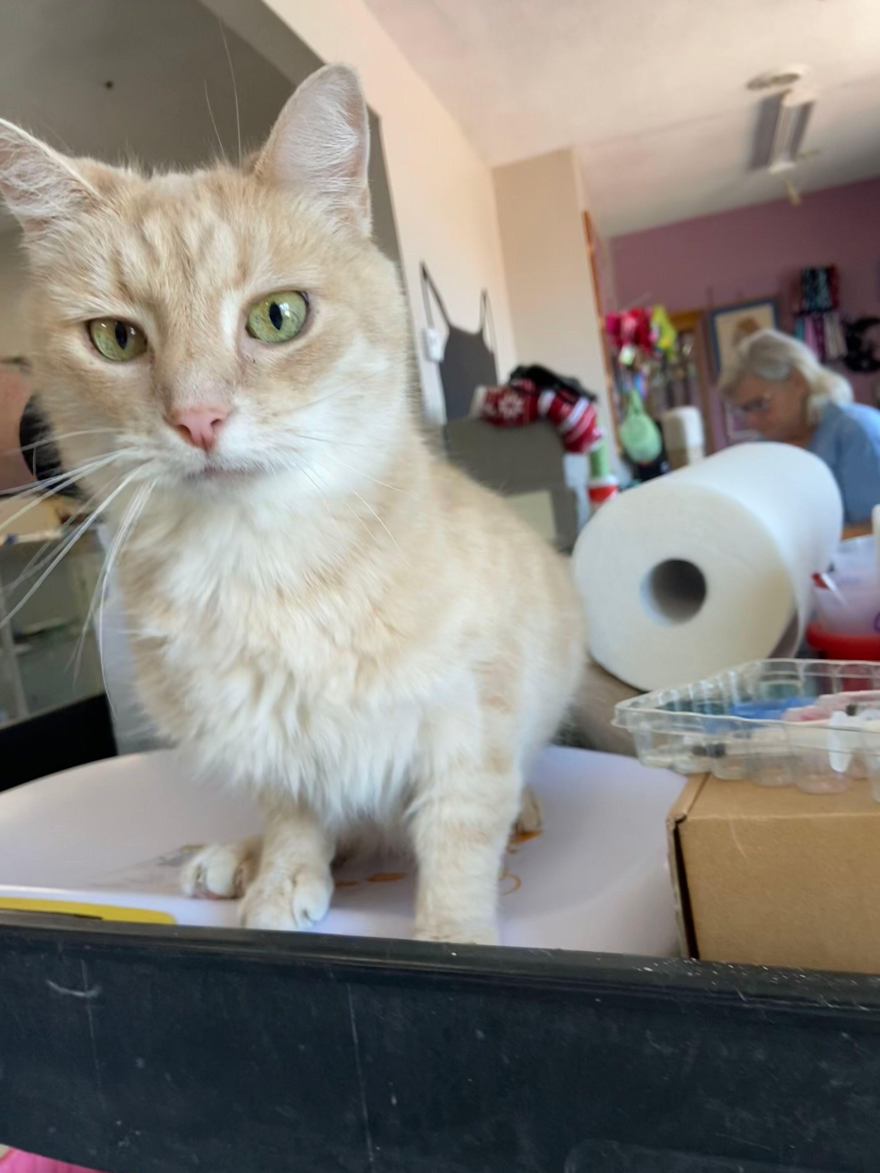 Opie