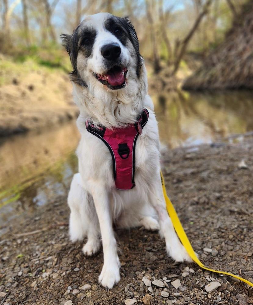 25-023 Opal, a Adoptable mixed breed in Richardson, TX image 2/6