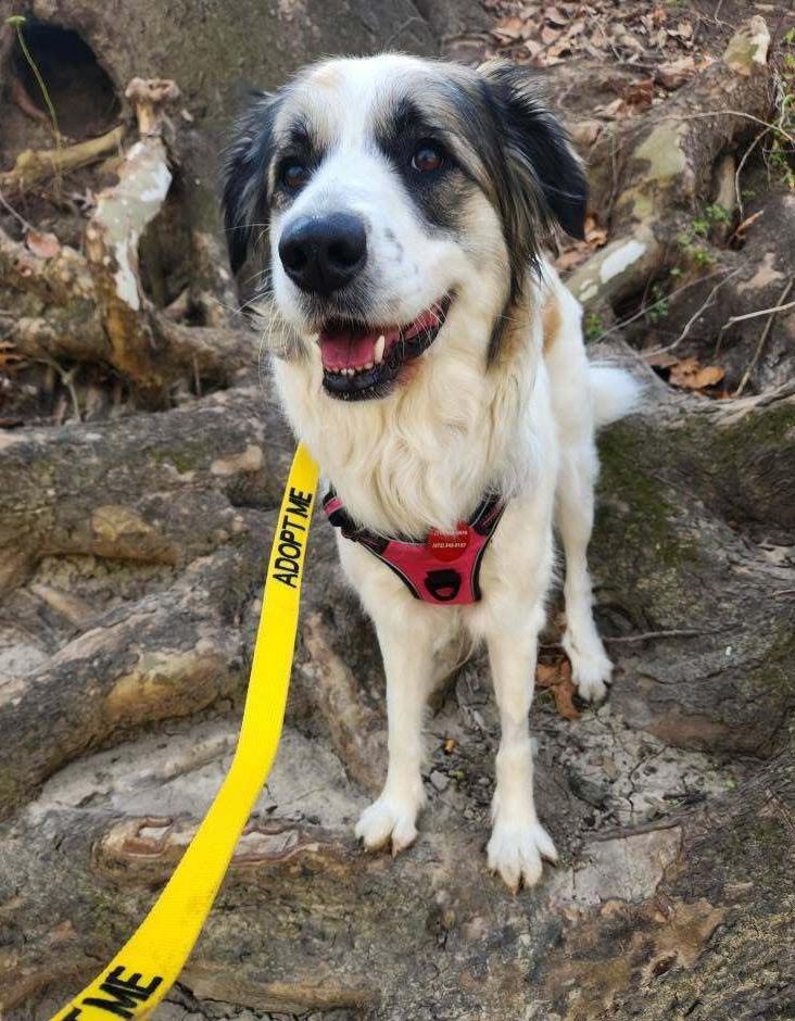 Enlarge 25-023 Opal, a Adoptable mixed breed in Richardson, TX image 5/6