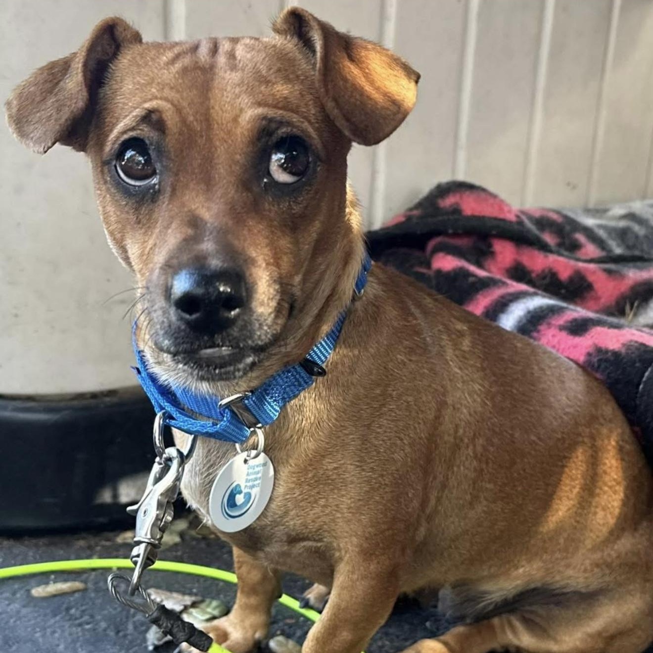 Adopt Robyn