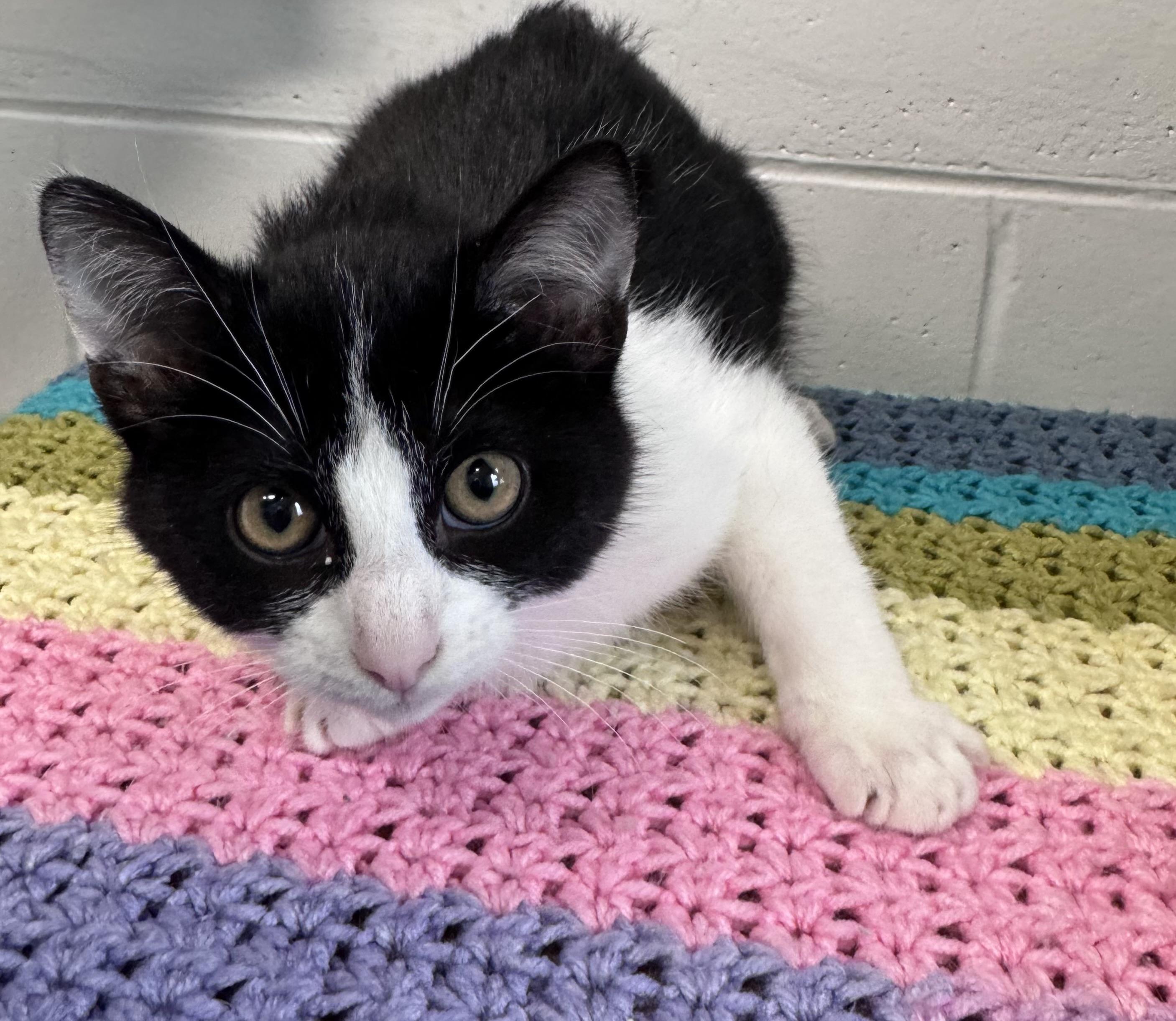 Pop, Adoptable, Young Male Domestic Short Hair.