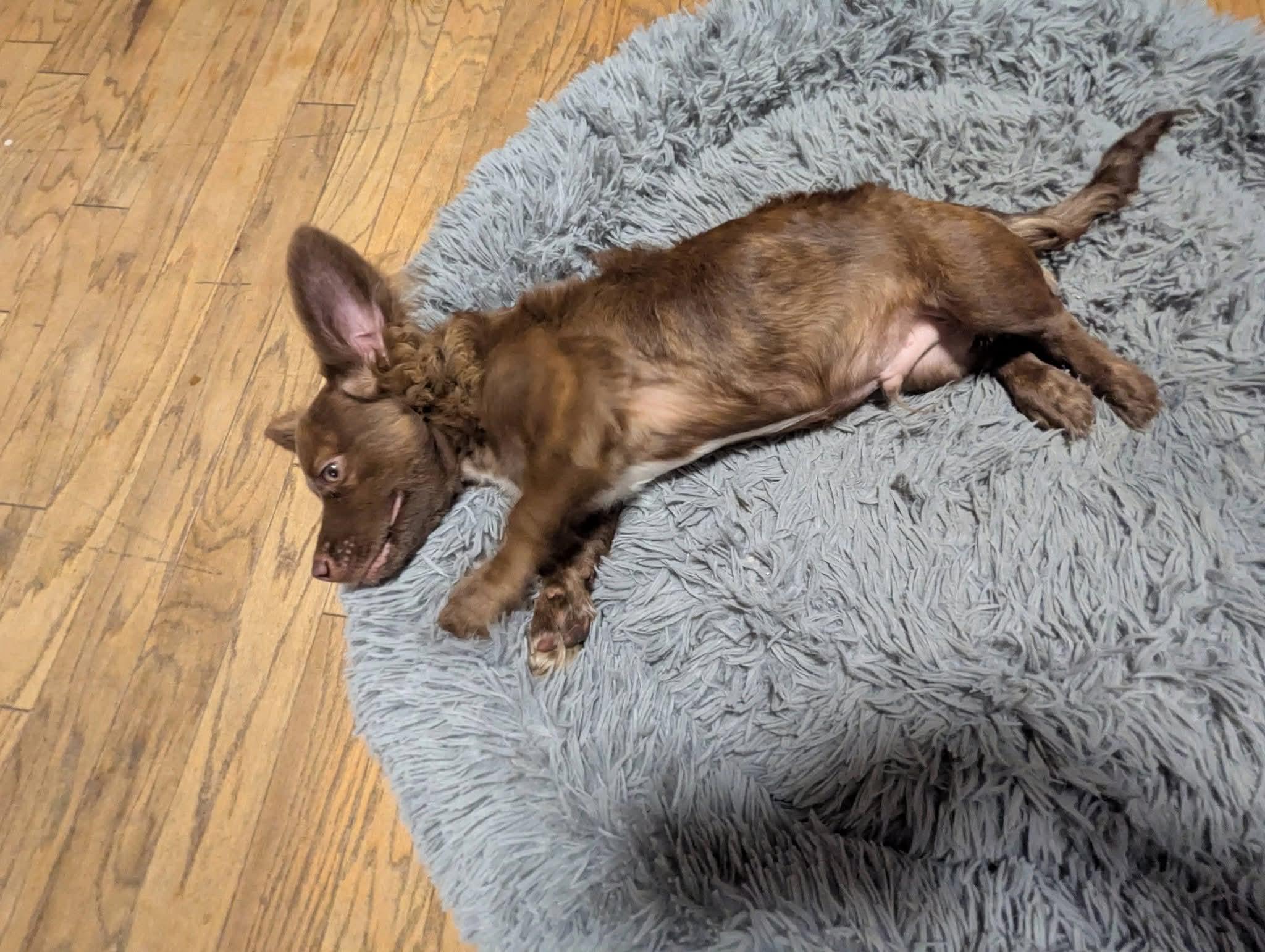 Enlarge Lucky Ducky , a ADOPTABLE mixed breed in Oakland, CA image 4/6