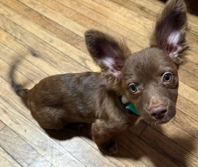Enlarge Lucky Ducky , a ADOPTABLE mixed breed in Oakland, CA image 1/6