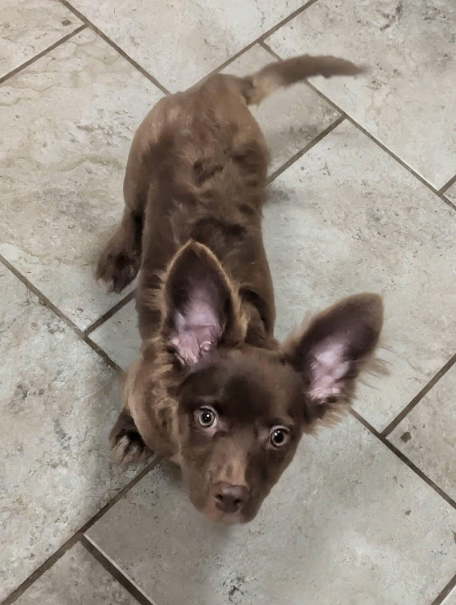 Enlarge Lucky Ducky , a ADOPTABLE mixed breed in Oakland, CA image 2/6