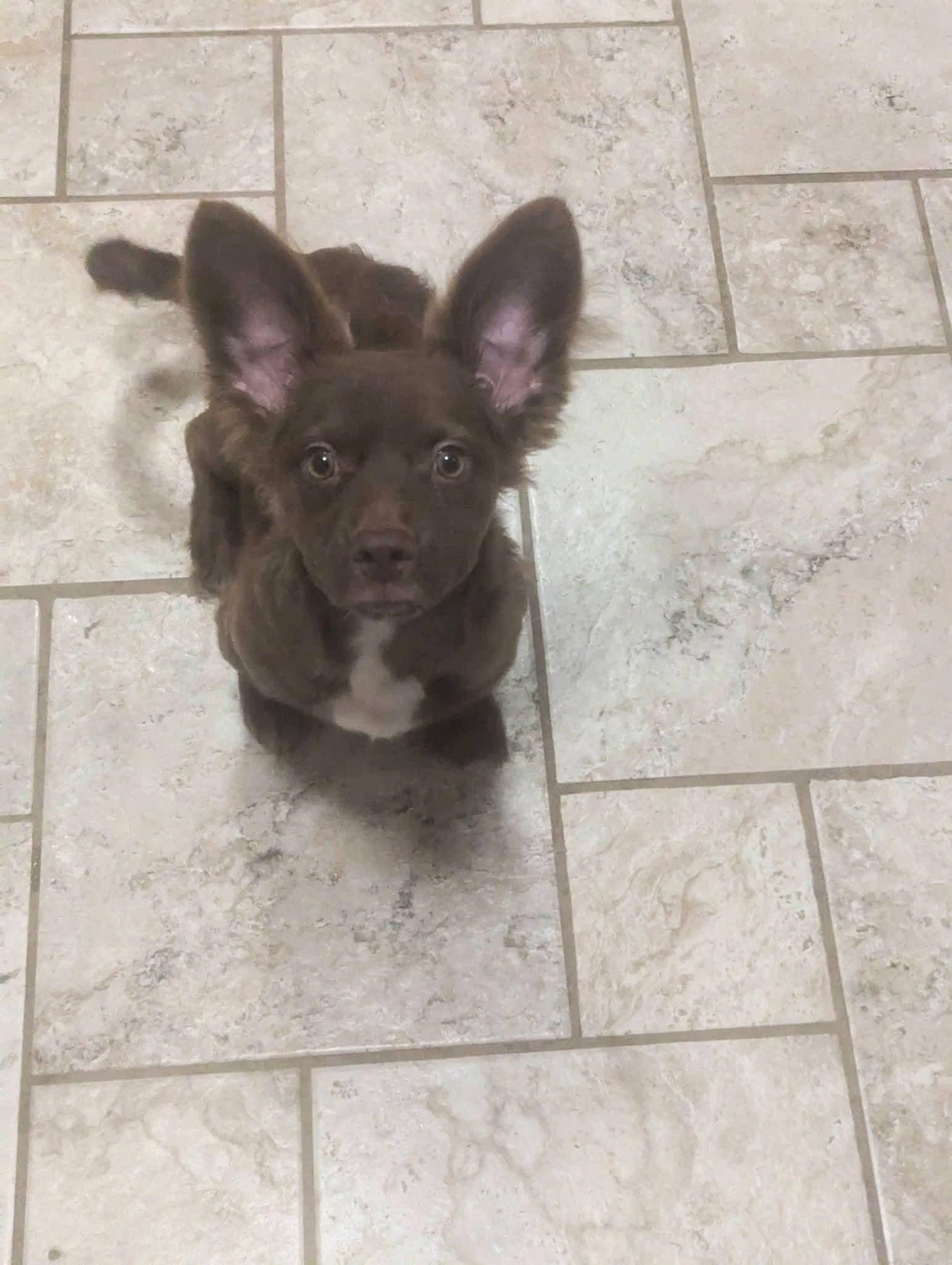 Enlarge Lucky Ducky , a ADOPTABLE mixed breed in Oakland, CA image 5/6