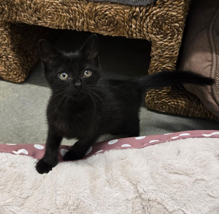 Enlarge Taffy, an adopted Domestic Short Hair in New Rochelle, NY image 1/1