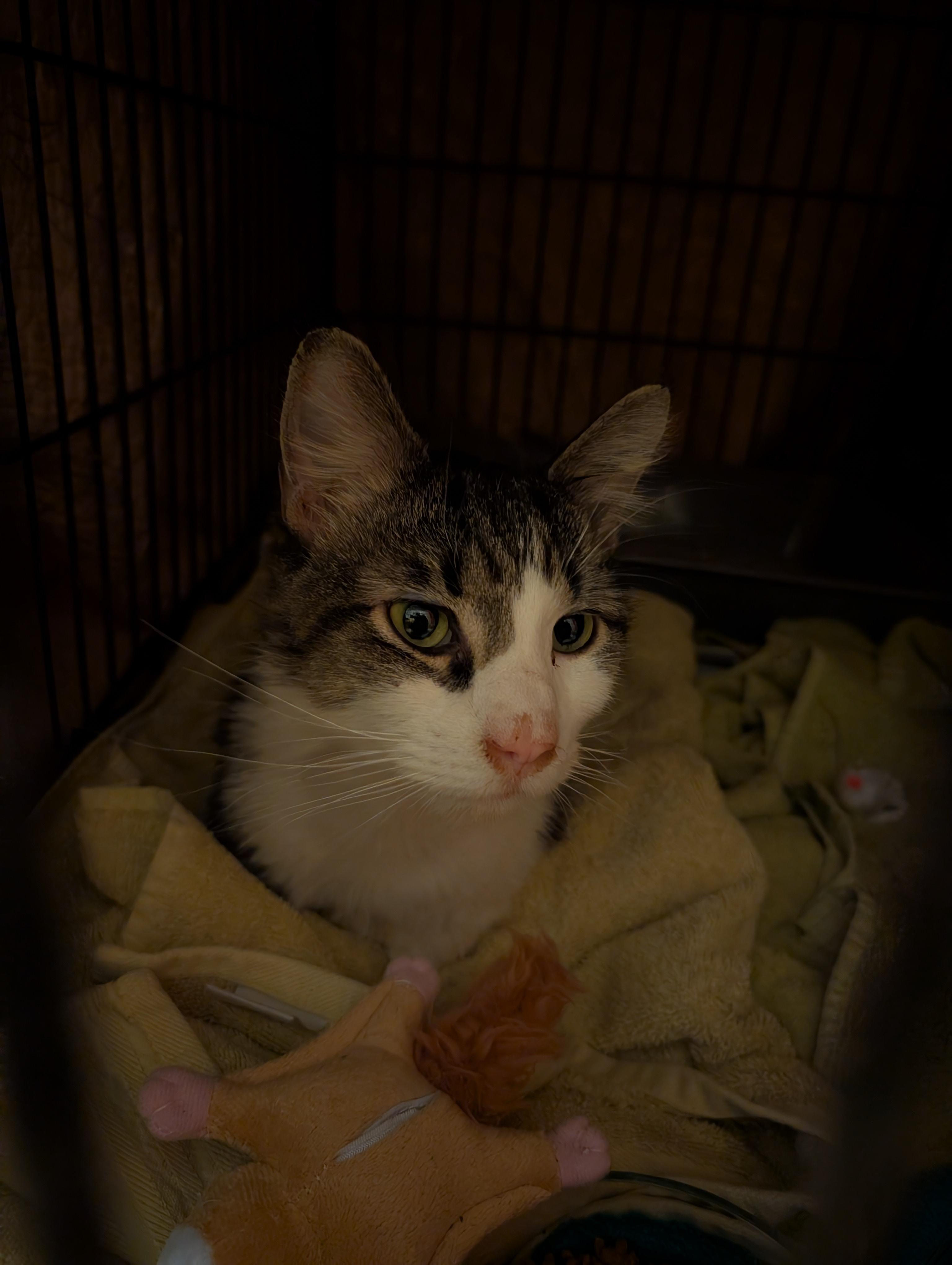 Cookie Monster, a Adoptable Domestic Long Hair in Philadelphia, PA image 3/5
