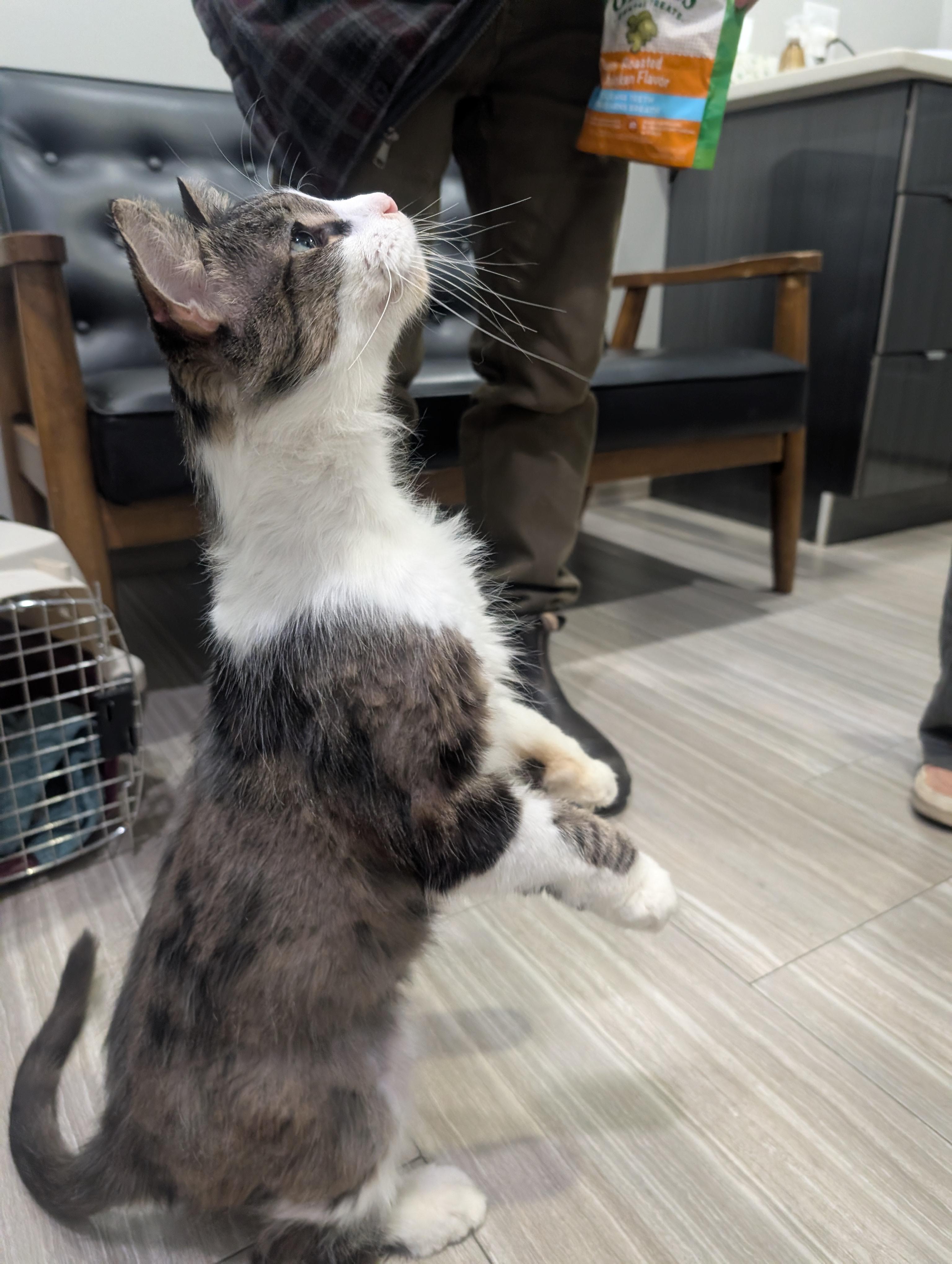 Cookie Monster, a Adoptable Domestic Long Hair in Philadelphia, PA image 4/5