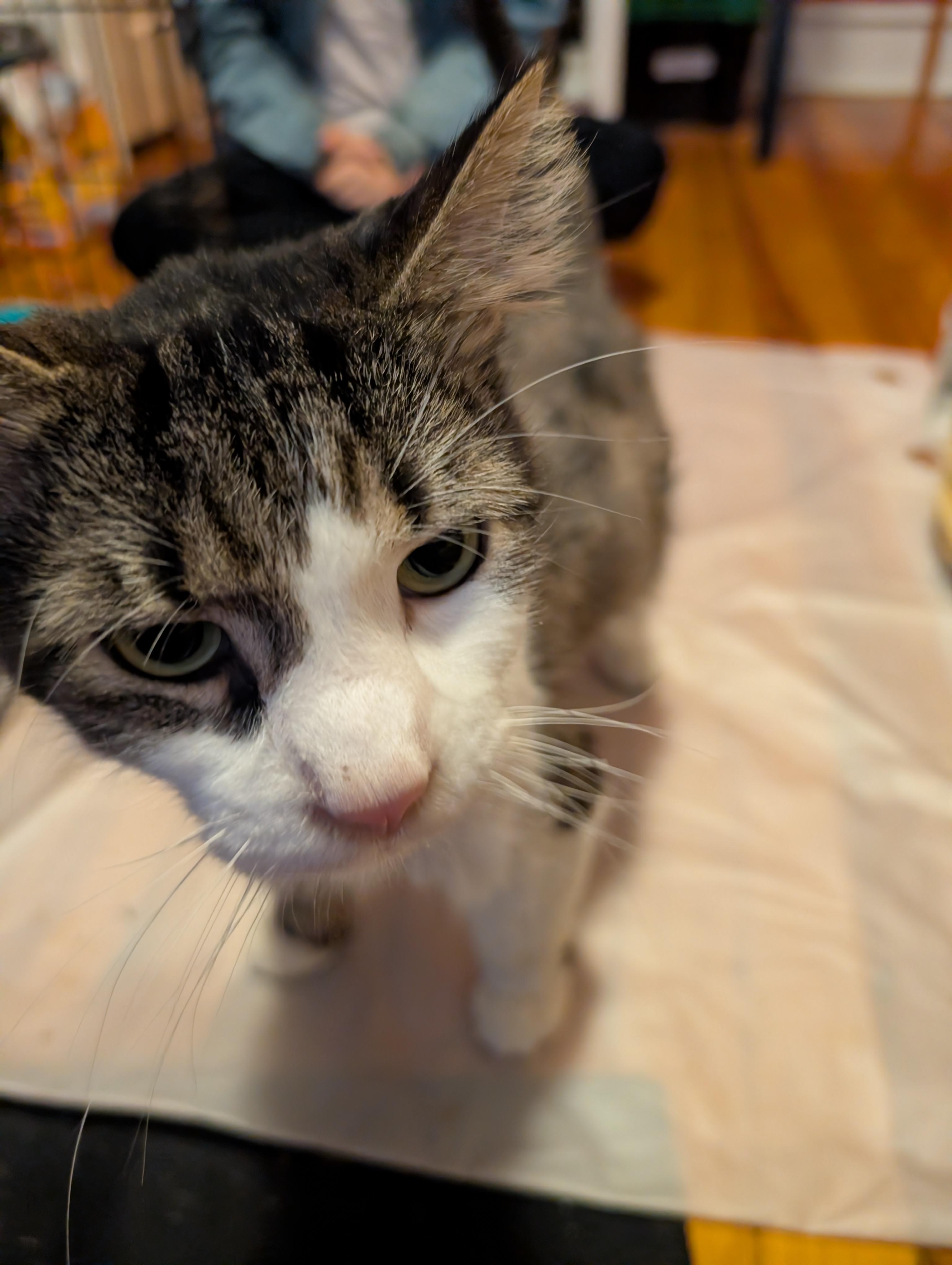 Cookie Monster, a Adoptable Domestic Long Hair in Philadelphia, PA image 5/5