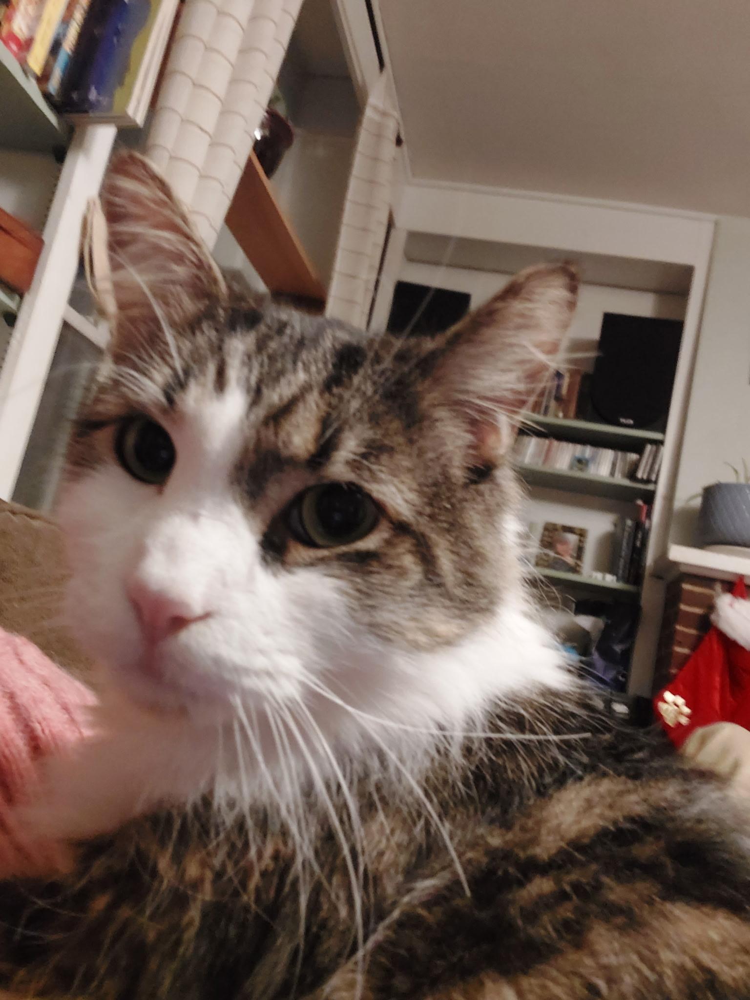 Enlarge Cookie Monster, a Adoptable Domestic Long Hair in Philadelphia, PA image 6/6