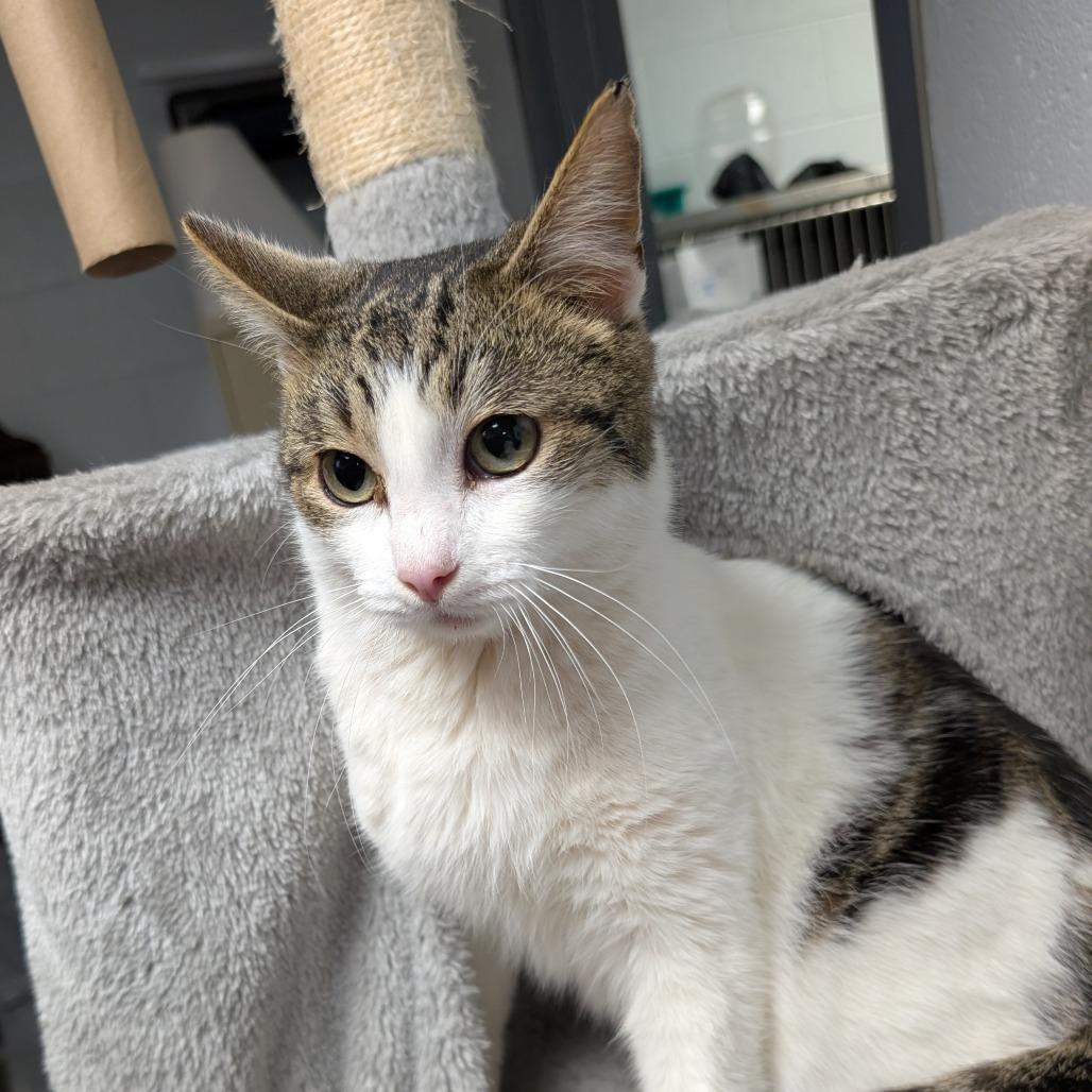 Kit, Adoptable, Adult Male Domestic Short Hair.