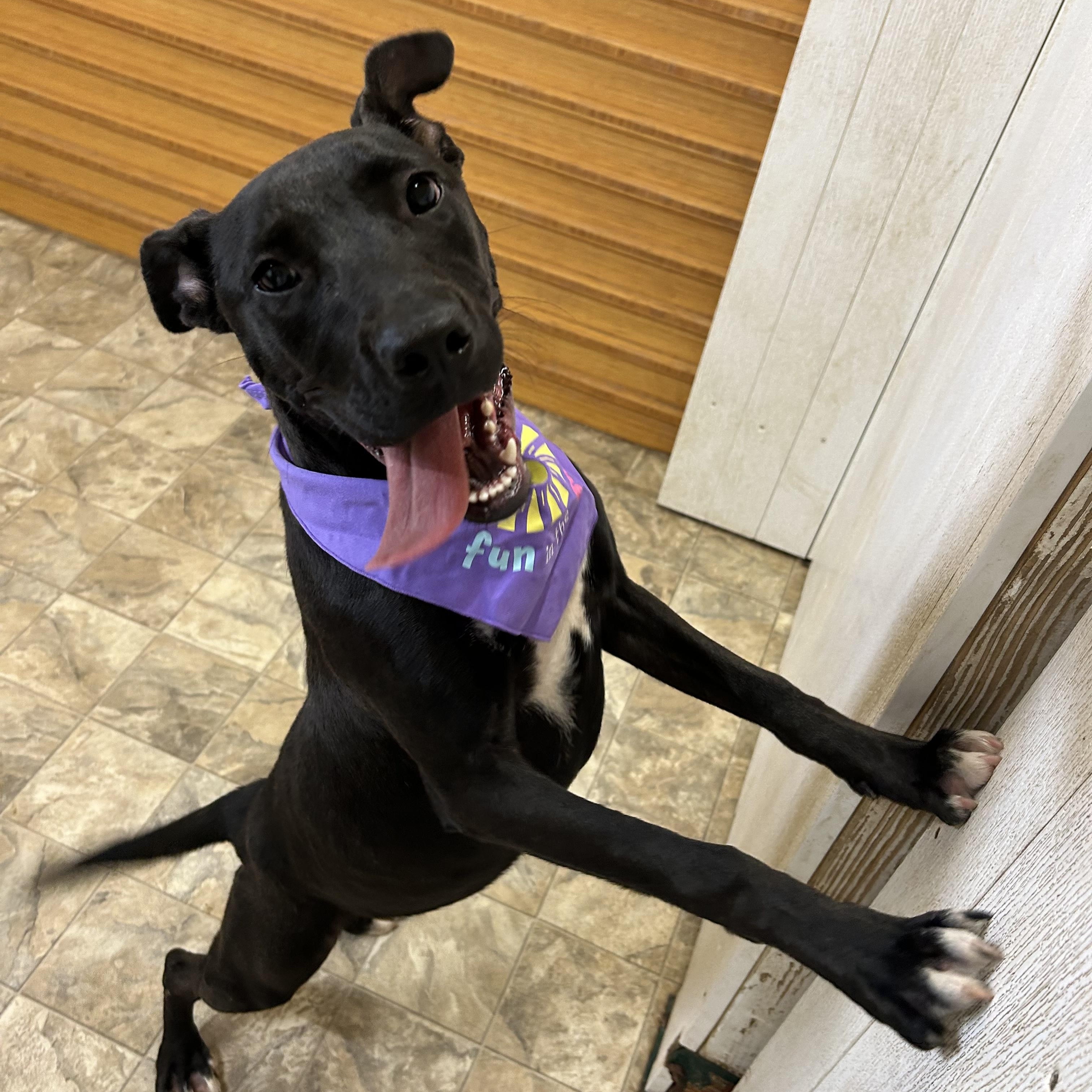 Valentina, Adult Female Terrier