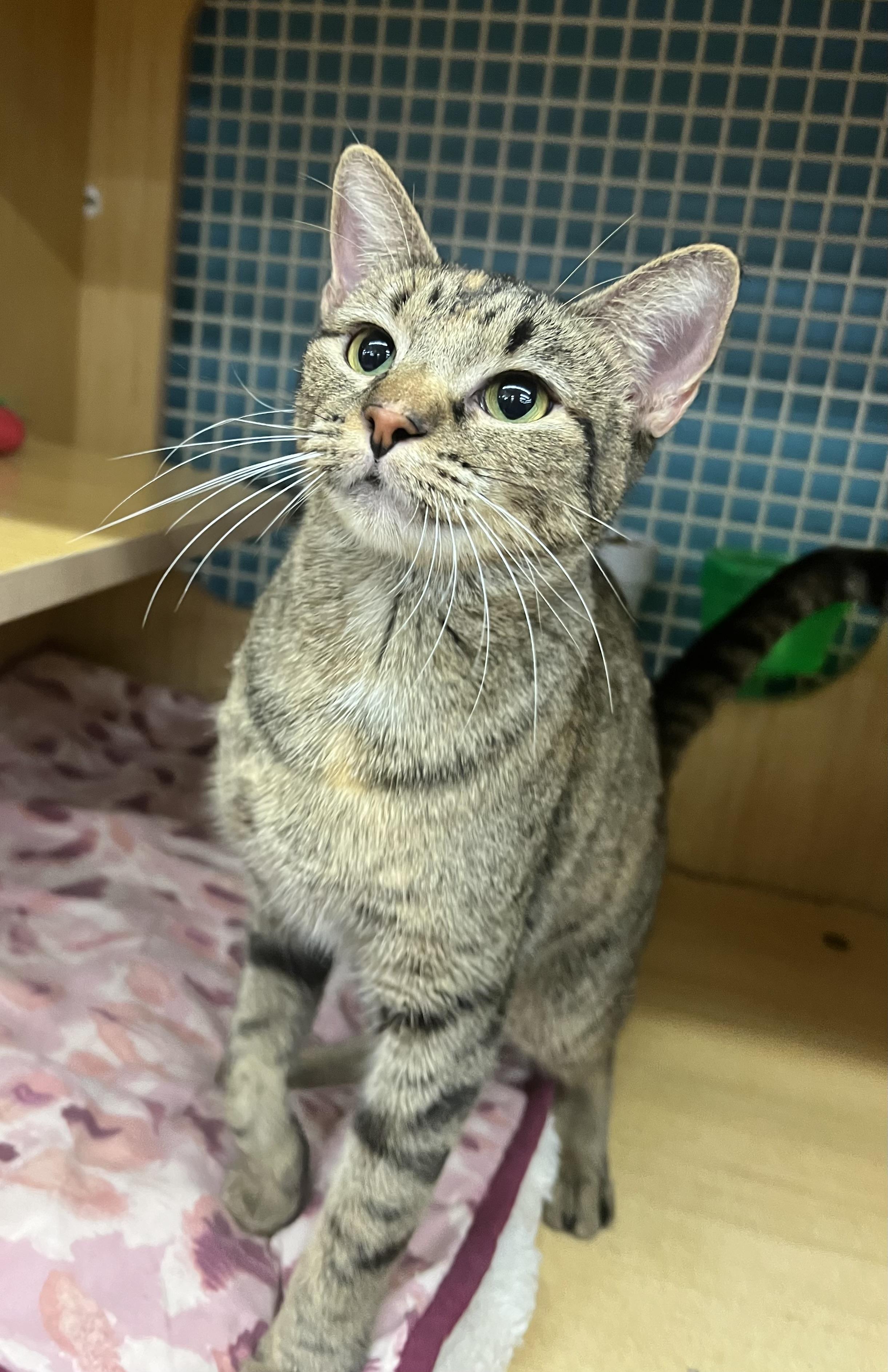 Cheesecake, Adoptable, Adult Female Domestic Short Hair.
