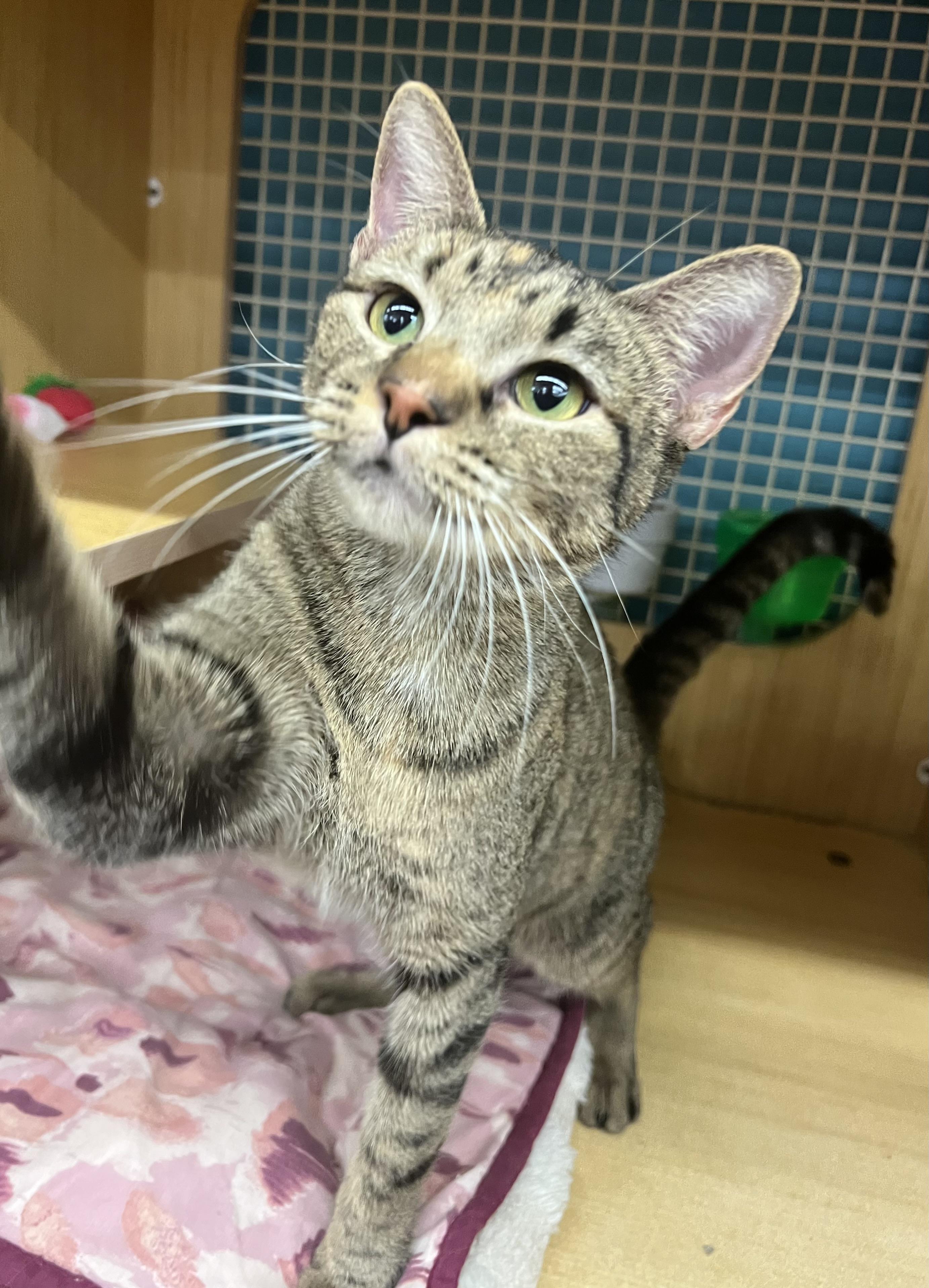 Cheesecake, a Adoptable Domestic Short Hair in Manhattan, KS image 2/2