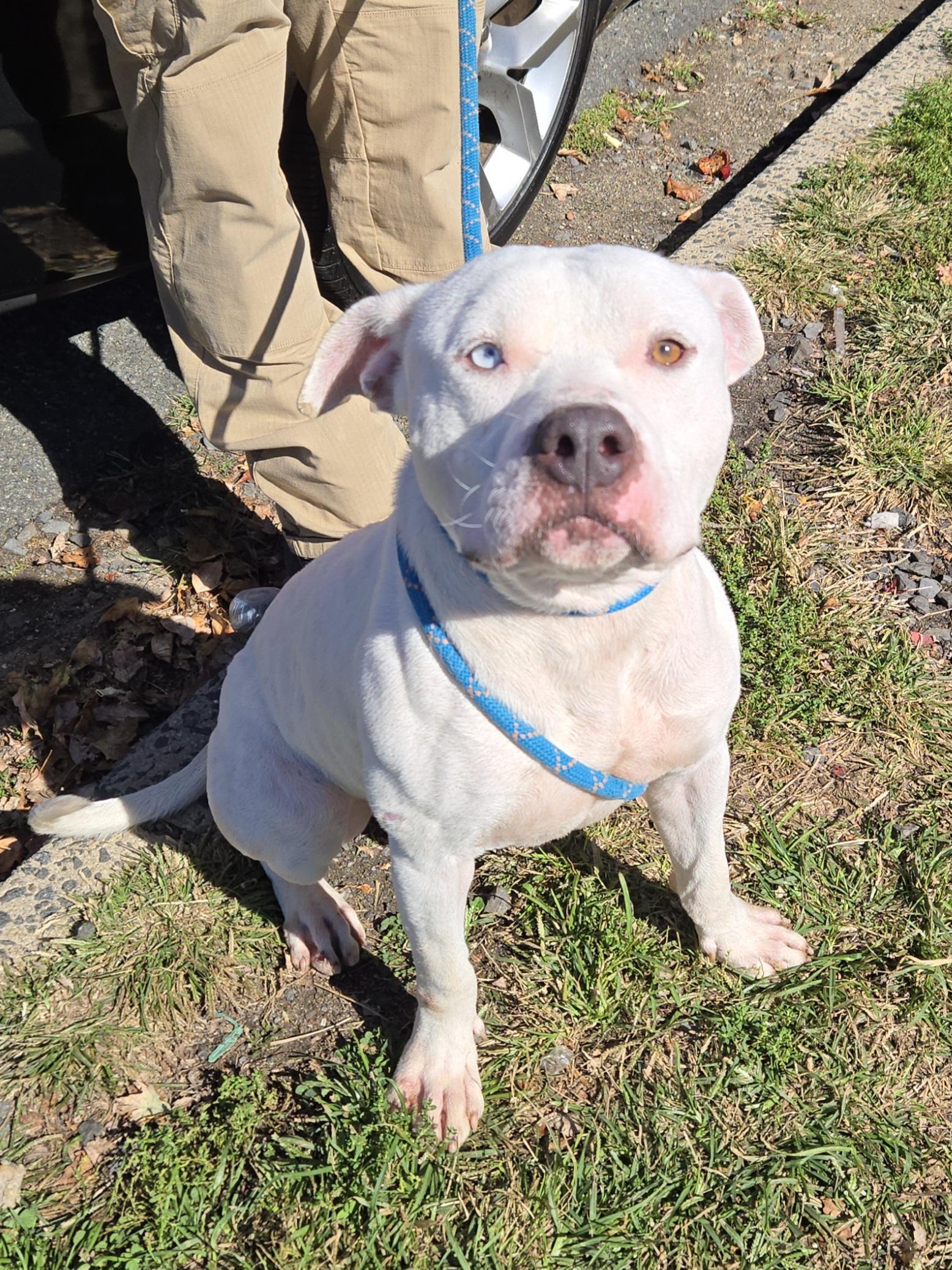 Vinicious, Adoptable, Adult Male Pit Bull Terrier.