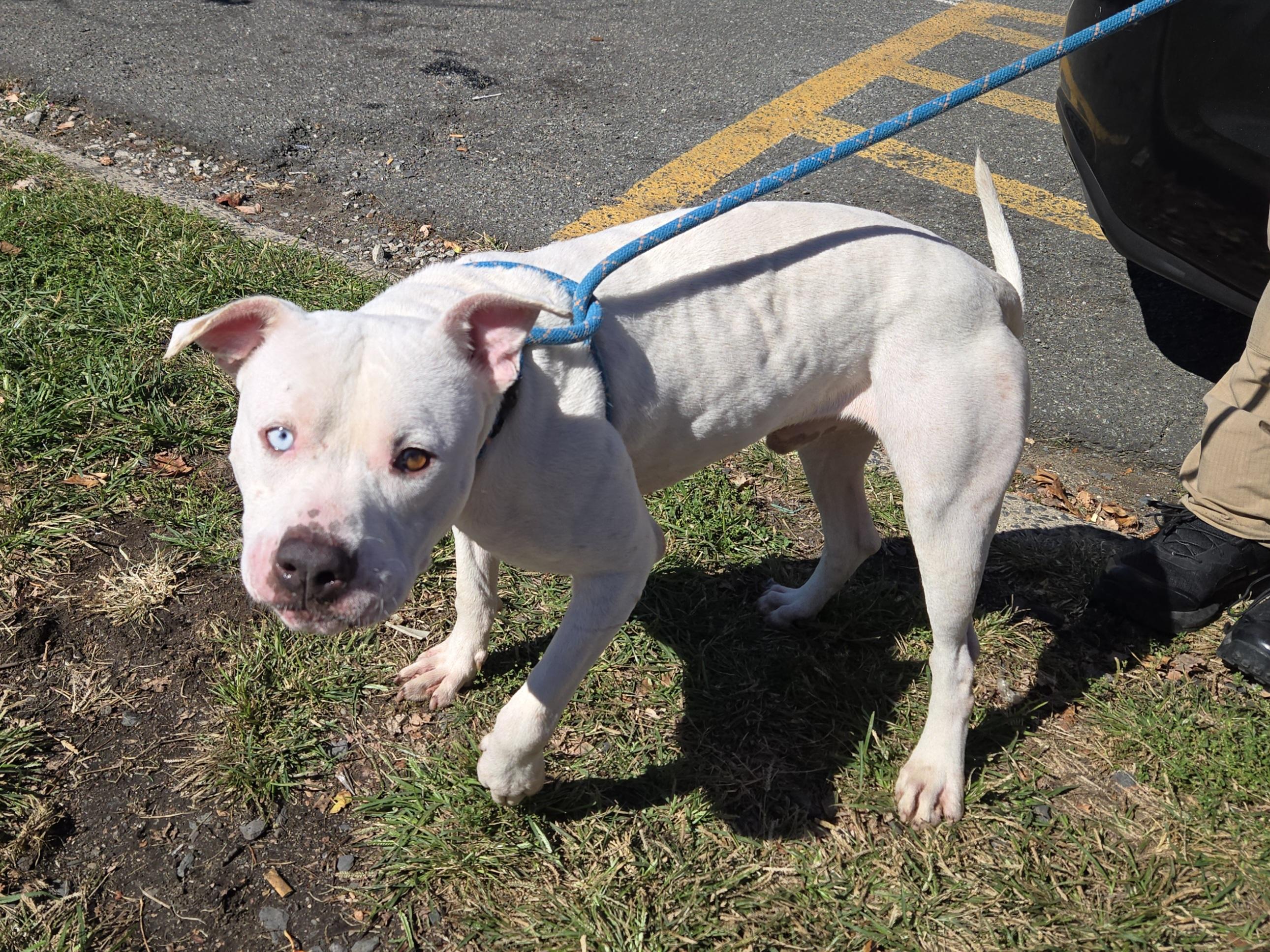 Enlarge Vinicious, a Adoptable Pit Bull Terrier in Trenton, NJ image 2/3