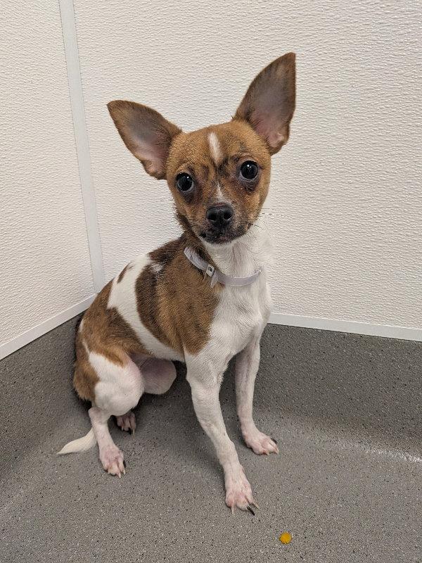 Evie, Adoptable, Young Female Chihuahua & Toy Fox Terrier.