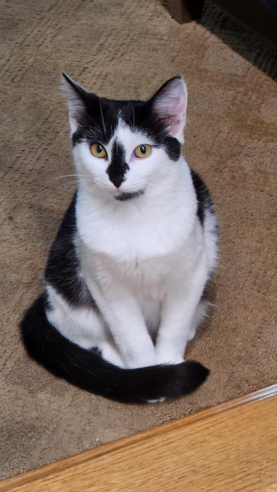 Lisa, a Adoptable mixed breed in Oradell, NJ image 1/3