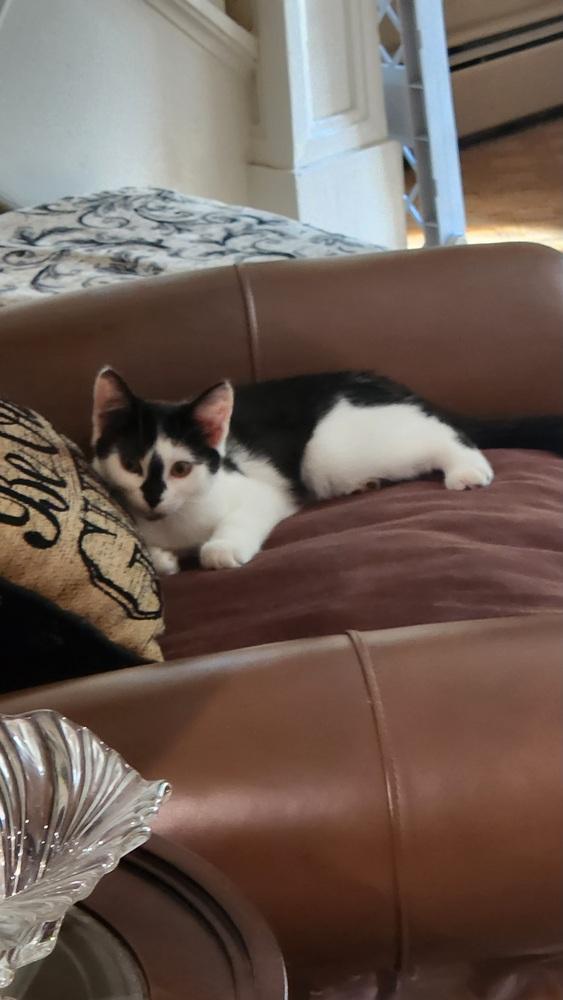 Lisa, a Adoptable mixed breed in Oradell, NJ image 2/3