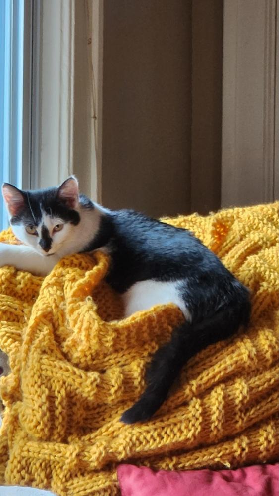 Lisa, a Adoptable mixed breed in Oradell, NJ image 3/3