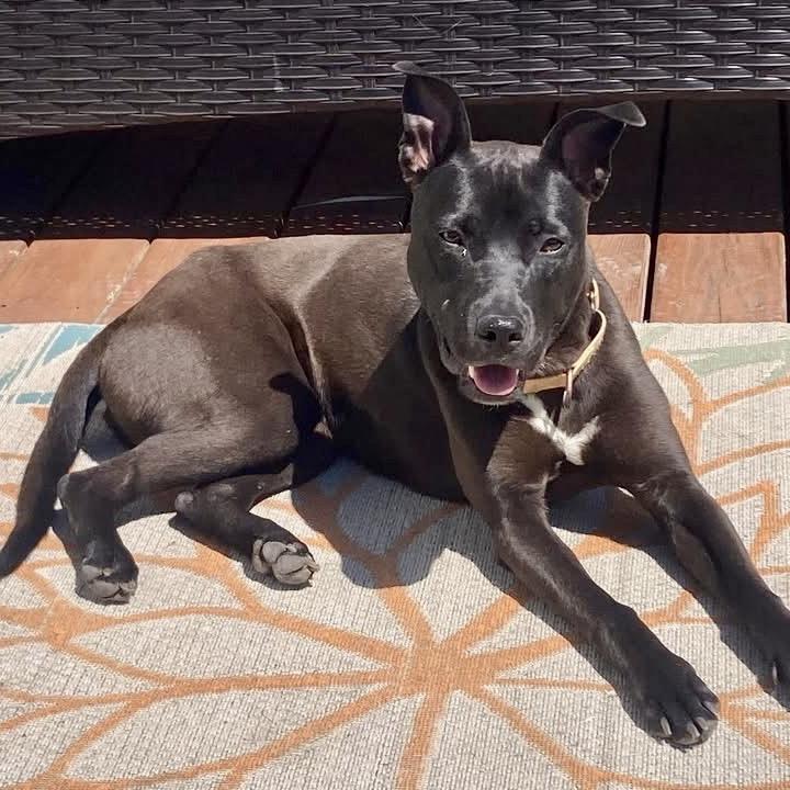 Reuben, Adoptable, Young Male Mixed Breed & Mixed Breed.