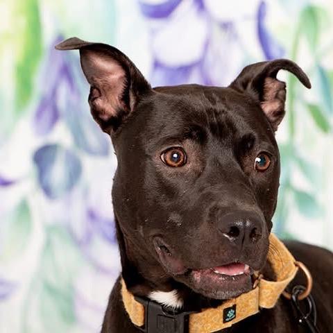 Enlarge Reuben, a Adoptable mixed breed in Fredericksburg, VA image 2/2