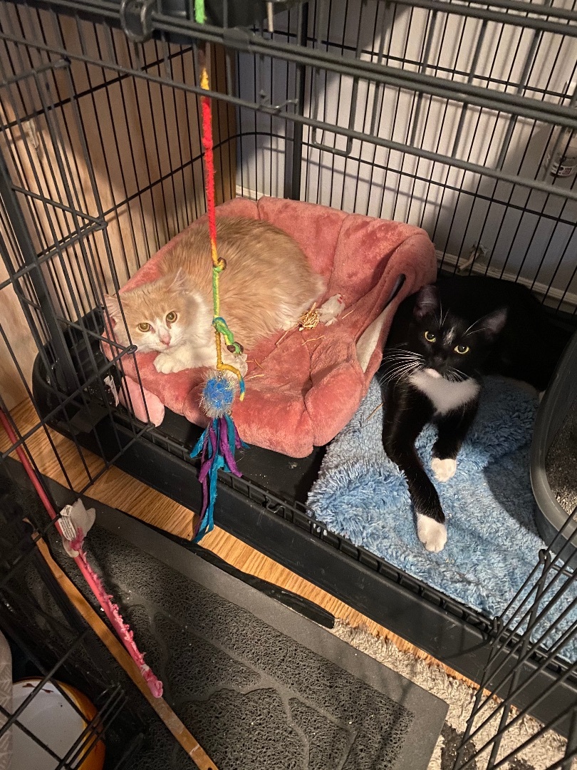 Enlarge Monchito (ao), a Adoptable Tuxedo in North Hollywood, CA image 1/5