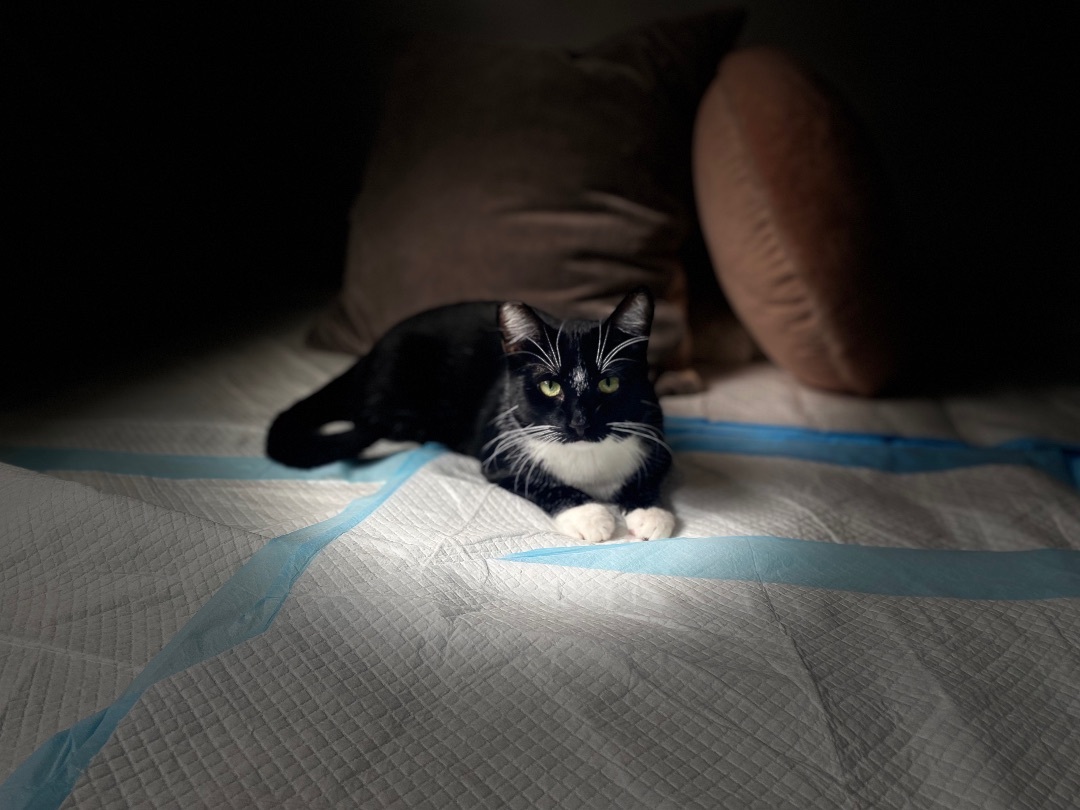 Enlarge Monchito (ao), a Adoptable Tuxedo in North Hollywood, CA image 2/5