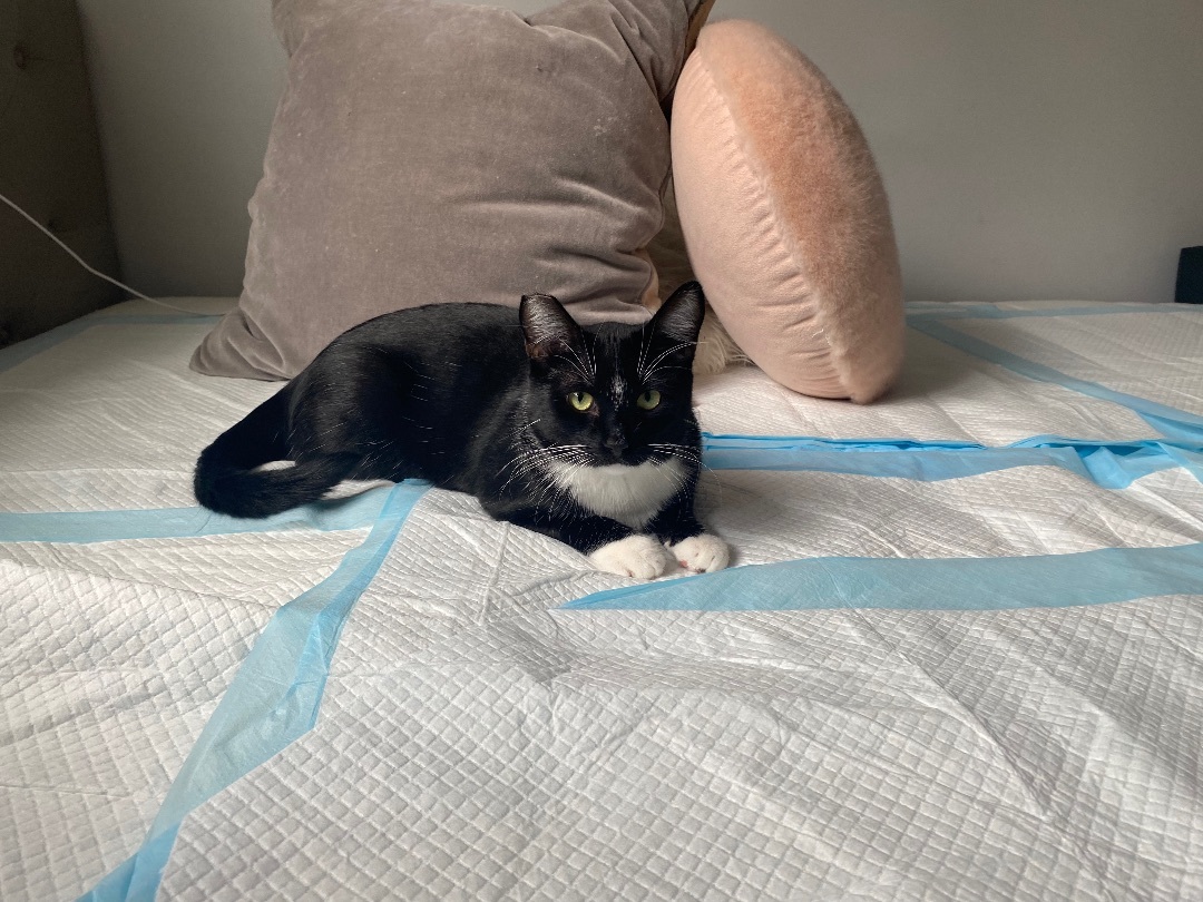 Enlarge Monchito (ao), a Adoptable Tuxedo in North Hollywood, CA image 3/5