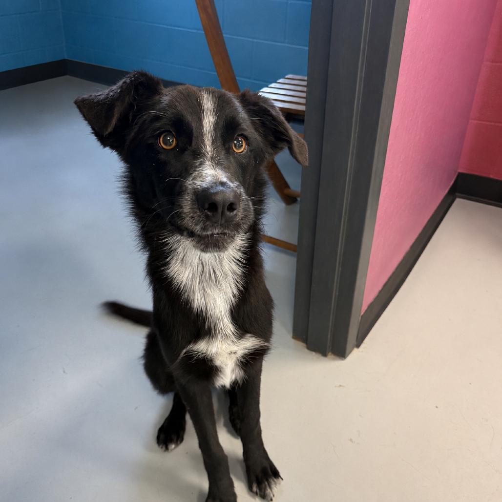Justice, Adoptable, Young Male Mixed Breed.