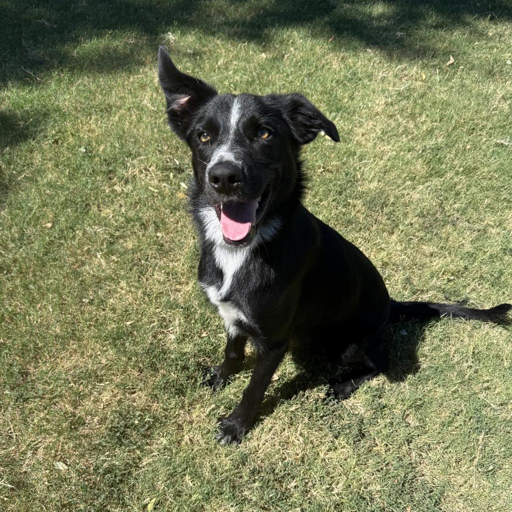 Enlarge Justice, a Adoptable Mixed Breed in Ponca City, OK image 2/3