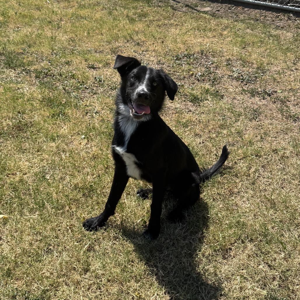 Enlarge Justice, a Adoptable Mixed Breed in Ponca City, OK image 3/3