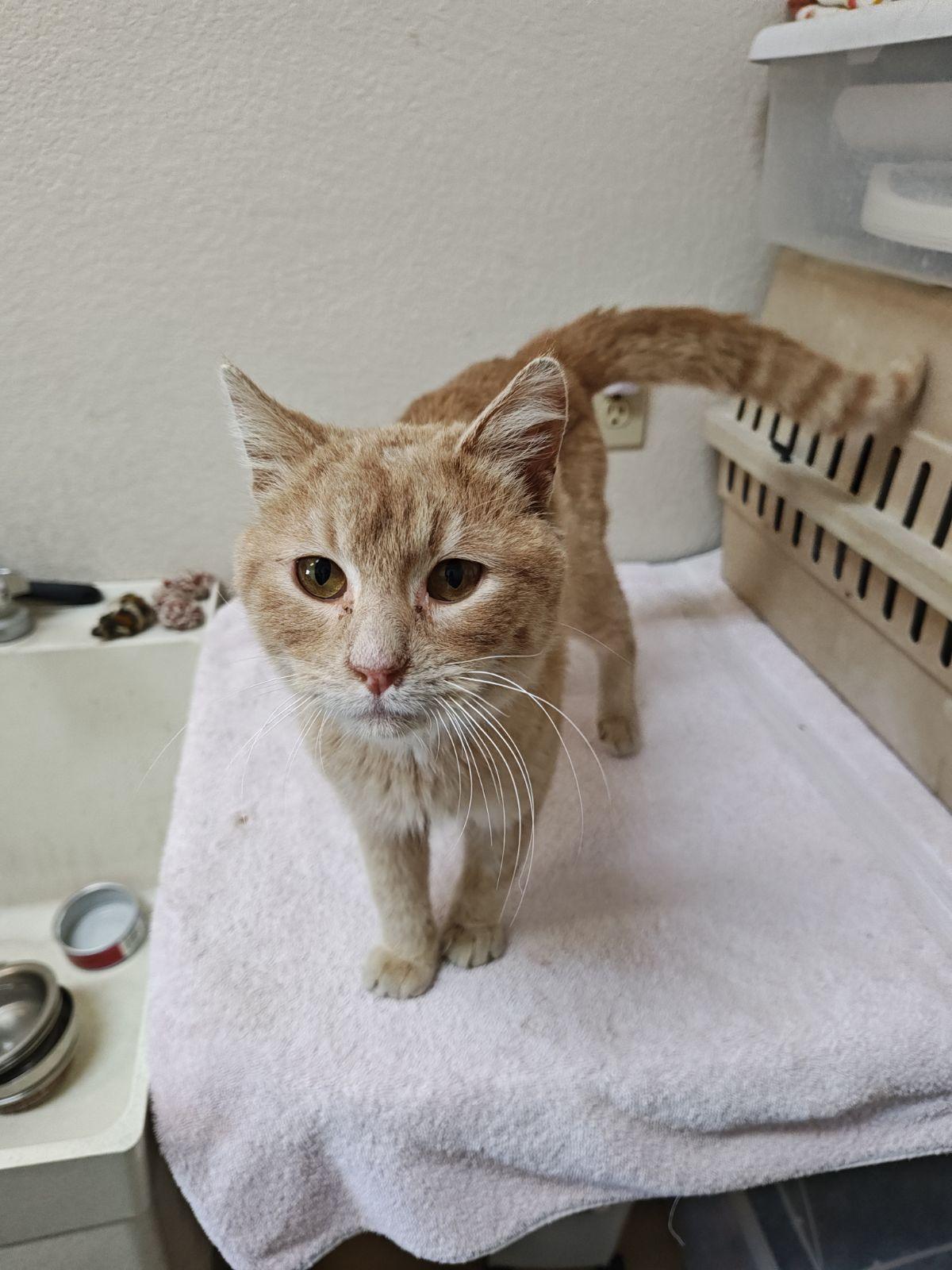 Cheez-It, Adoptable, Young Male Domestic Short Hair.