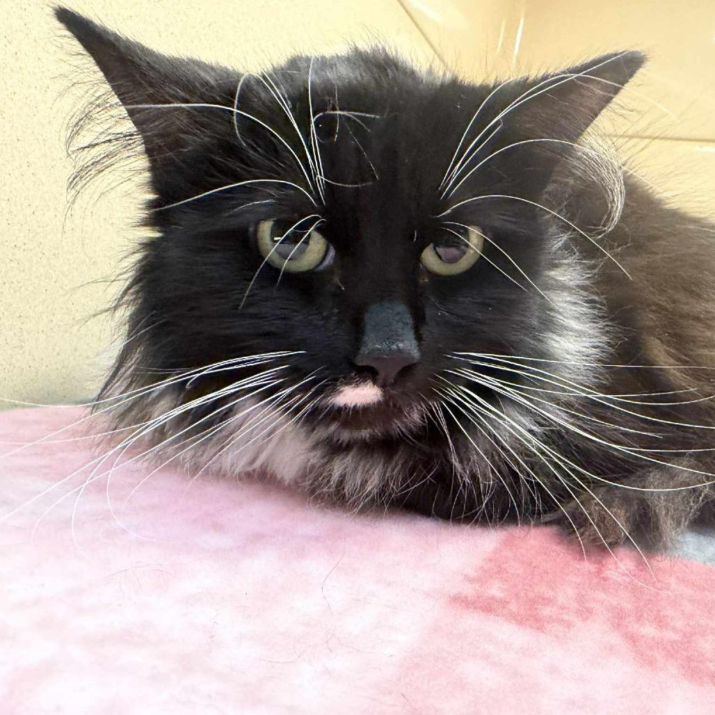 Enlarge Rhea, a Adoptable Domestic Short Hair in Beckley, WV image 1/1