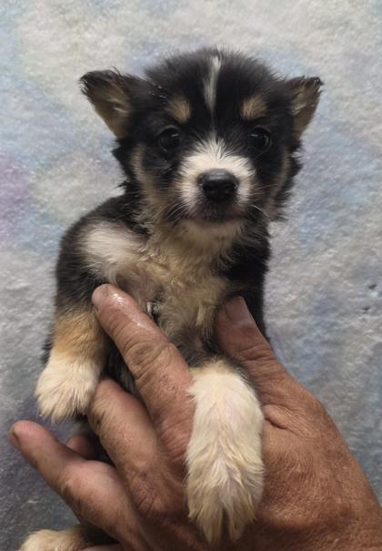 Rebecca, Adoptable, Puppy Female Siberian Husky & Mixed Breed.