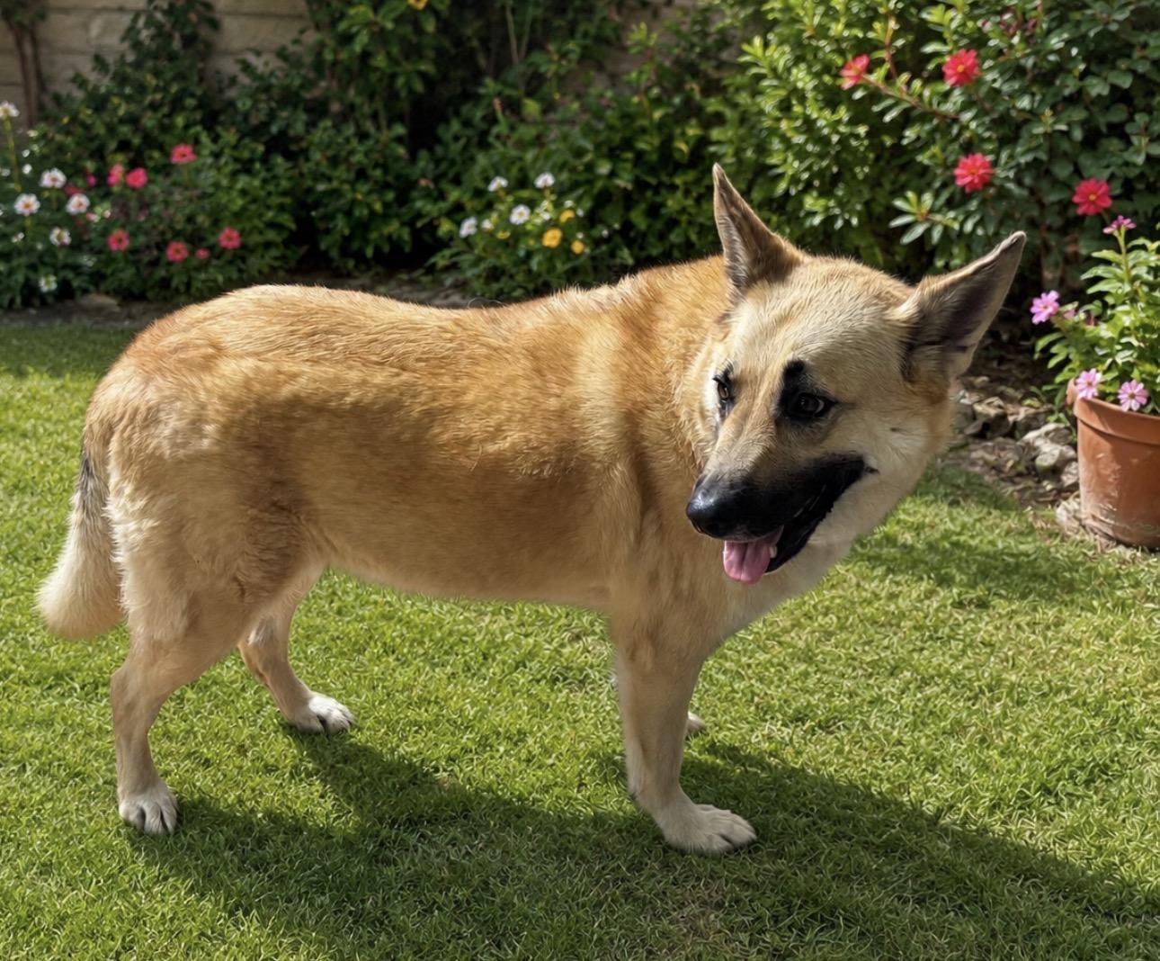 Sonny, Adoptable, Adult Male German Shepherd Dog.