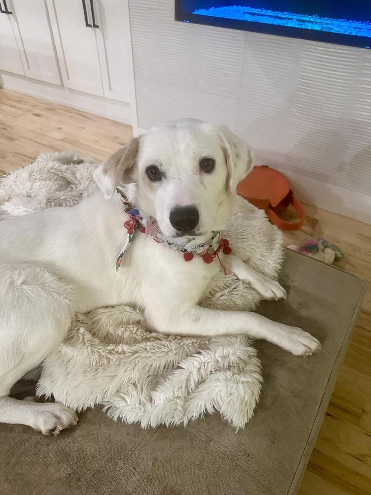 Lavender, Adopted, Young Female Labrador Retriever & Great Pyrenees.