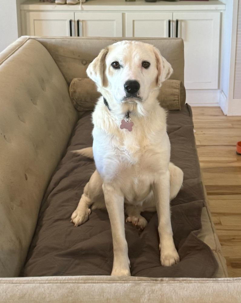 Enlarge Lavender, a Adopted mixed breed in TULSA, OK image 3/3