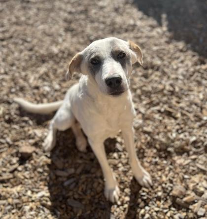 Enlarge Daphne, a Adoptable mixed breed in Lakeside, AZ image 1/1