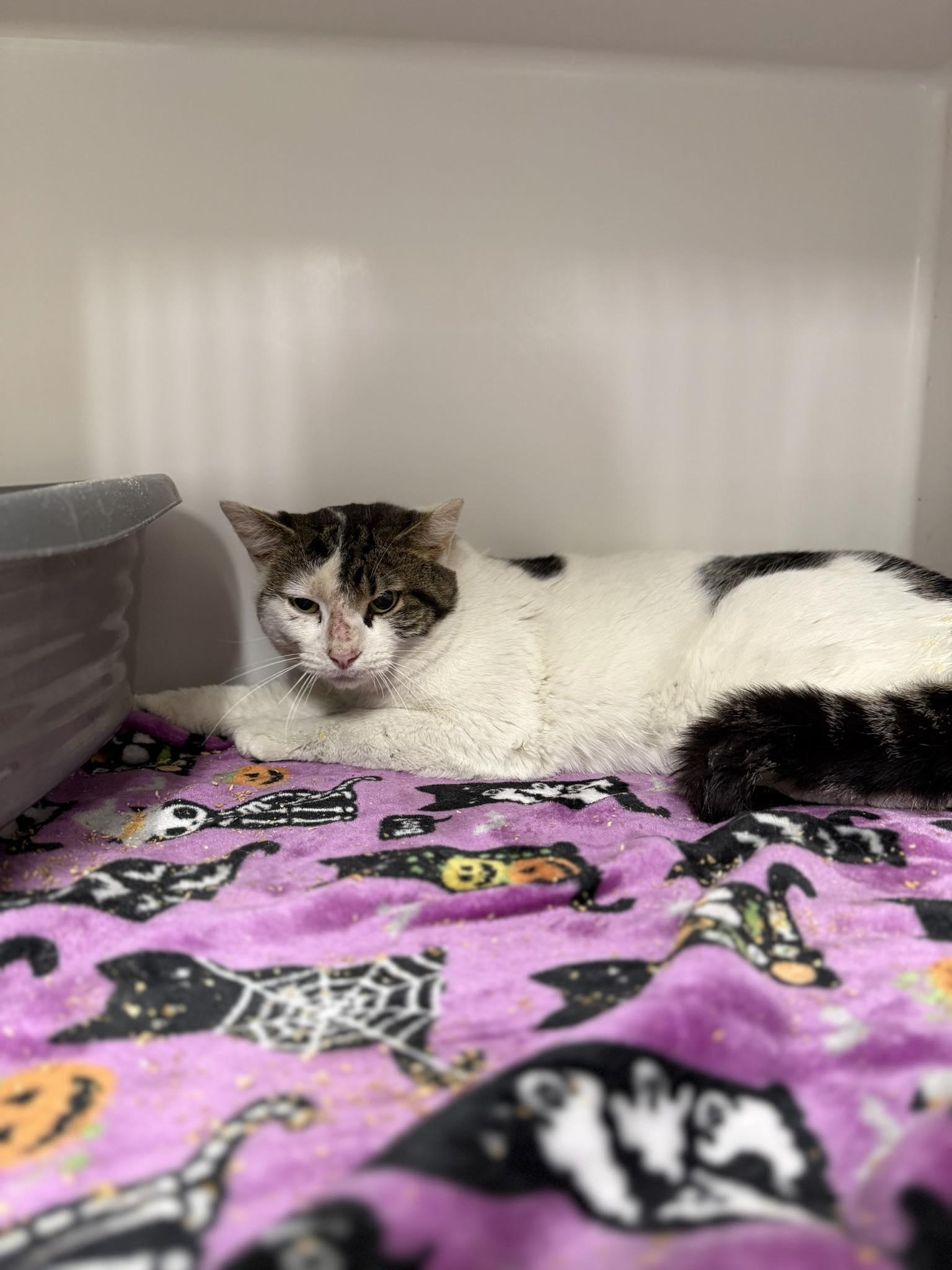 Enlarge Coconut (BARN CAT), an adopted Domestic Short Hair in Leitchfield, KY image 1/1